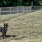 dog park with lush landscaping