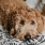 lifestyle image of a dog laying on a blanket